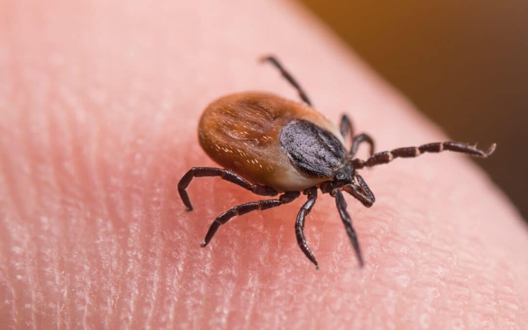 Don’t Let Ticks Take Over: The Importance of Tick Control for Your Home and Property