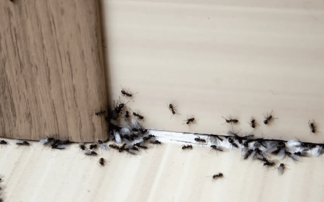 5 Common Pests Found in Genesee County Homes and How to Prevent Them