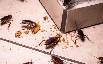 Cockroach Hotspots in Your Home: A Homeowner’s Guide