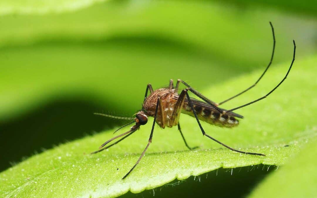 How to Keep Mosquitoes Out of Your Backyard