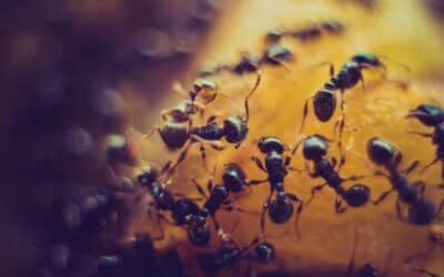 Why DIY Carpenter Ant Treatments Usually Fail