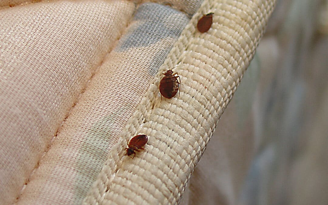 How to Get Rid of Bed Bugs Without Spreading Them