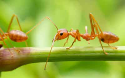 Michigan’s Most Common Pests: Possible Dangers and How to Prevent Them