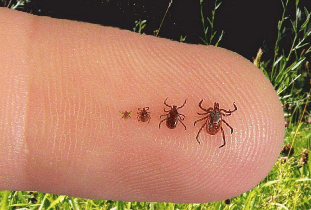 Why Ticks Are a Bigger Problem Than You Think