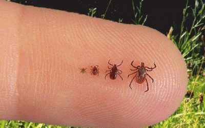 Why Ticks Are a Bigger Problem Than You Think