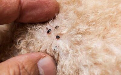 What Fleas Reveal About Pet Health