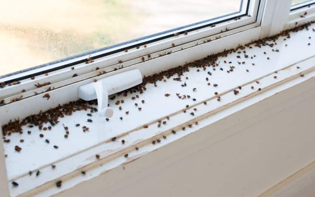 A Summer Guide to Bug-Proofing Your Home