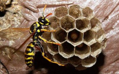 Yellow Jackets: Dangers, Removal Tips, and When to Seek Pest Control Services