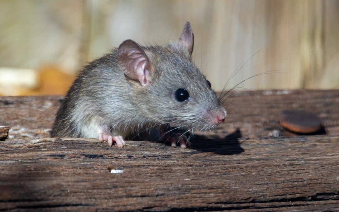 Rodent Control Matters: Safeguarding Homes and Businesses