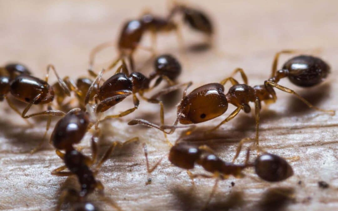 The Damage Carpenter Ants Can Do to Your Home