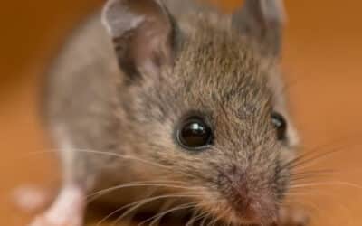How Quickly Can a Rat Infestation Take Over Your Home?