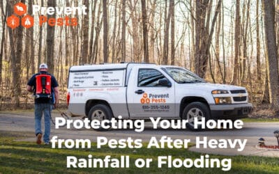 Protecting Your Home from Pests After Heavy Rainfall or Flooding