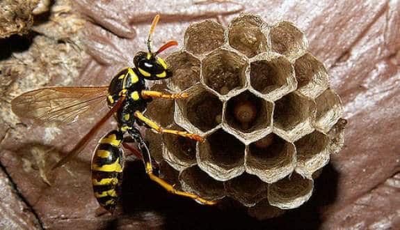 What Attracts Yellow Jackets in Your Home and How to Get Rid of Them