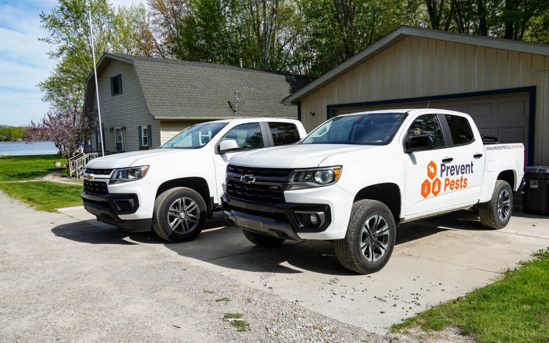 What To Ask Before Pest Treatment Begins