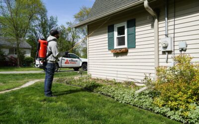 Signs You Have Hidden Carpenter Ant Damage