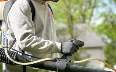 Why Your Basement Attracts Centipedes and How to Keep Them Out