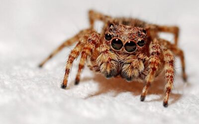 How Concerned Should You Be About Spiders At Home?