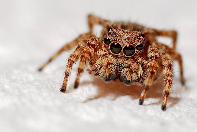 How Concerned Should You Be About Spiders At Home?