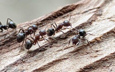 Why Michigan’s Humid Summers Attract Carpenter Ants and How to Stop Them