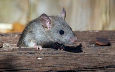 Fall Rodent Problems: Entry Points You’re Overlooking